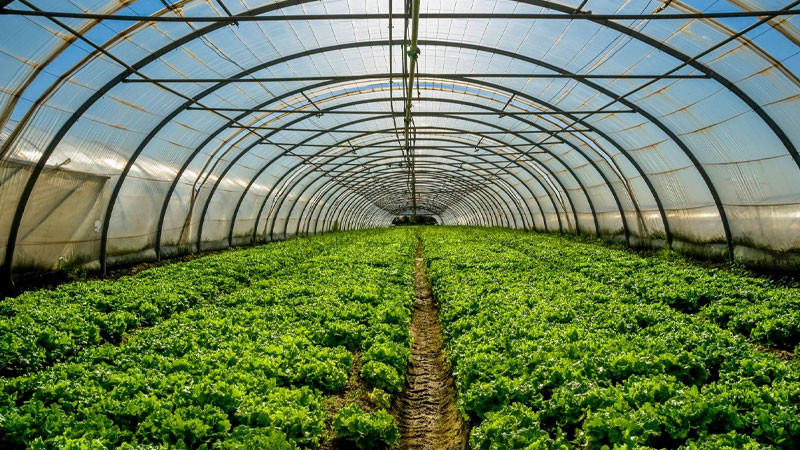 Impulsa la agricultura protegida el potencial exportador agroalimentario de México