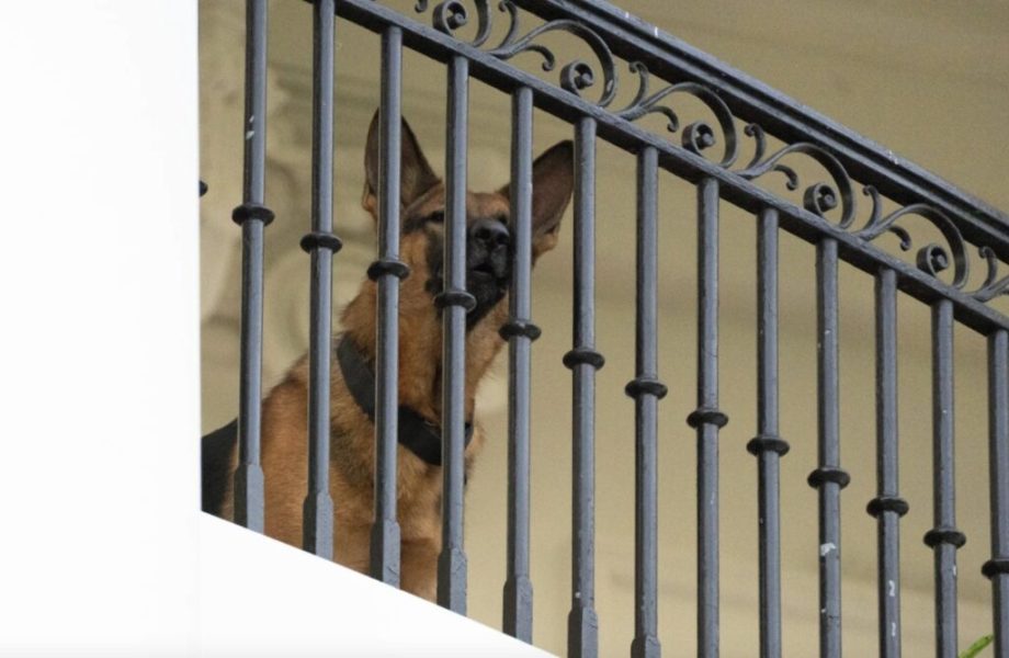 El perro comandante de Biden ya no está en la Casa Blanca después de incidentes de mordeduras